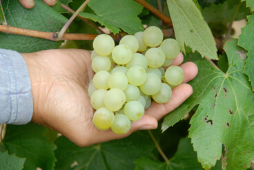 Grape variety